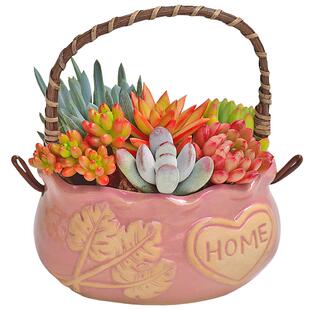 陶瓷手提篮多肉植物组合盆栽办公室内桌面花卉礼品小摆件好看好养