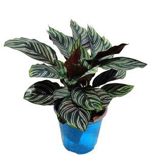 双线竹芋盆栽彩叶紫背办公室内桌面喜阴绿植吸甲醛防辐射花卉包邮