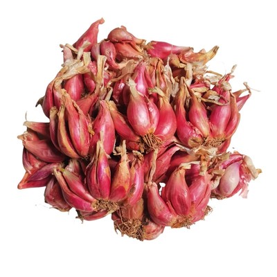 红葱头四川小香葱头四季小香葱可吃可种阳台火葱头种黄葱头包邮