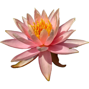 睡莲水培植物带花苞开花阳台池塘鱼池植物荷花莲花水养花卉盆栽