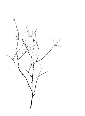 装饰禅意艺术插花分杈软件干枝