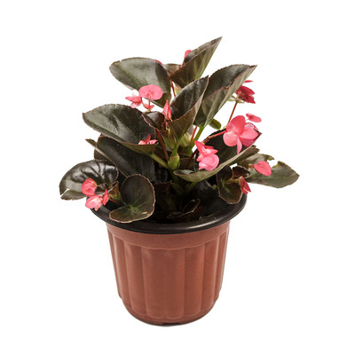 成品大苗比哥海棠窗台开花植物