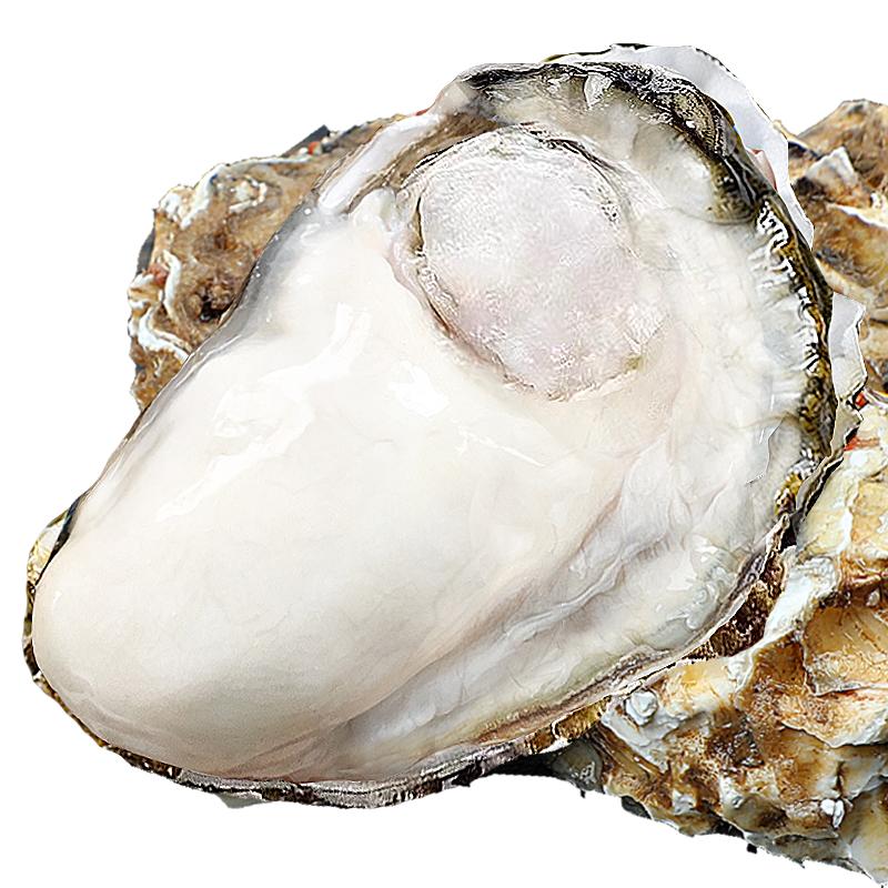 特大乳山生蚝鲜活10新鲜海蛎子5斤带箱海鲜超大牡蛎贝壳即食水产