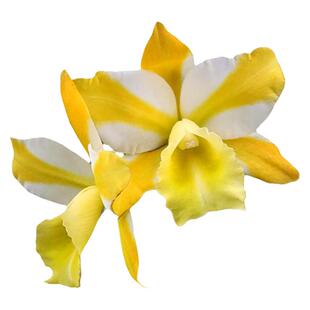 番茄雅韵堂RIc.Hua Young Gold华阳黄金超勤花卡特兰花阳台洋兰香