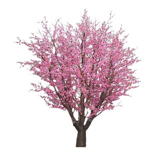 樱花树苗庭院日本晚樱丁香花盆栽海棠玉兰花卉庭院绿化风景树耐寒