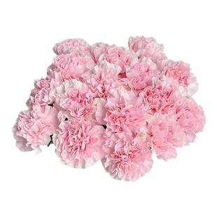 康乃馨鲜花云南基地直发母亲节礼物花束插花鲜切花顺丰次日达批发