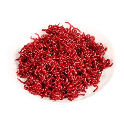 鲜活红虫特大号拉饵鲫鱼野钓