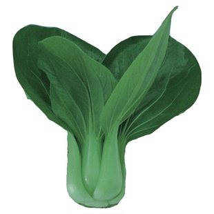 黑叶矮脚苏州青种子大全上海青油菜种籽菜籽小青菜白菜蔬菜孑青梗