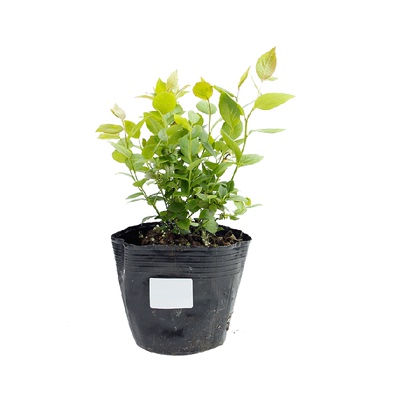 寿禾蓝莓树果苗果树苗盆栽