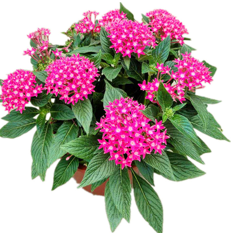 五星花庭院开花不断耐热植物包邮