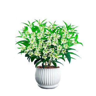 夜来香盆栽花树苗九里香带花苞花卉室内外驱蚊绿植物四季开花好养