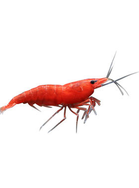 黑壳虾活体水族箱除藻清洁观赏虾