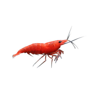 黑壳虾清洁虾观赏虾活体鱼缸水族箱水草缸清洁除藻宠物除藻工具虾