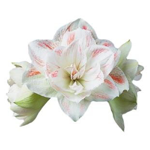 荷兰朱顶红种球进口单重瓣多年生阳台花卉双梦精灵舞后24年进口球