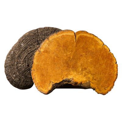 大药房直销正品西藏野生桑黄500g