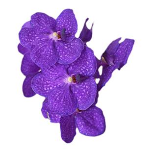 PHYSIS鲜切蝴蝶兰日本进口超长花期好养ins高档花卉北欧风