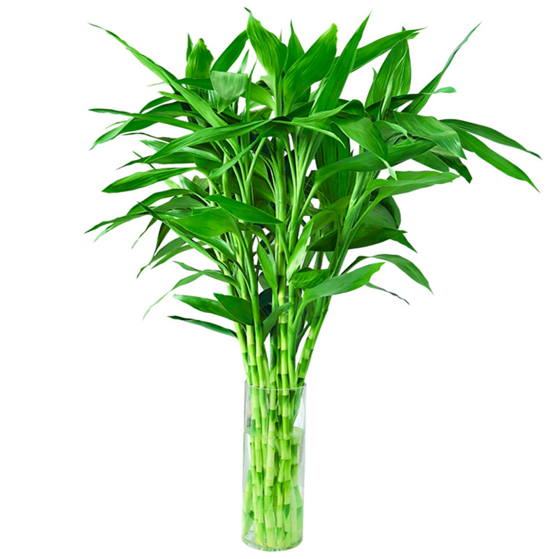 平安富贵竹水培植物水培水养绿植客厅室内吉祥招财转运花卉绿竹