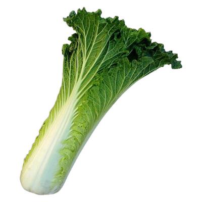 天津直筒形四季可播绿大大白菜
