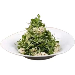 新鲜水培香椿芽苗 可食用香椿苗 香春香椿芽 新鲜蔬菜 芽苗菜