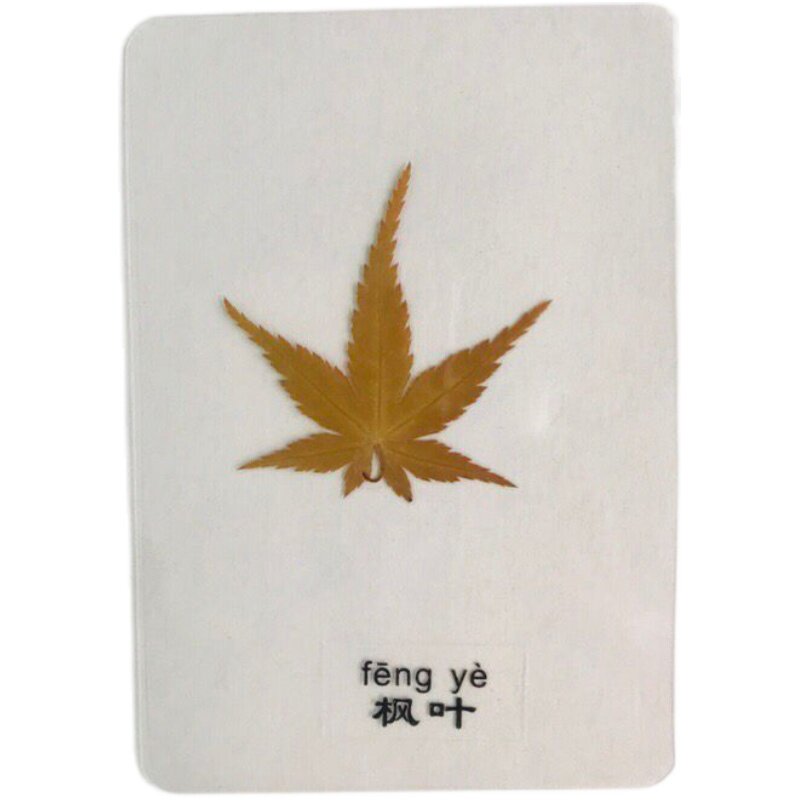 天然植物标本 塑封树叶 植物书签 压花贺卡 银杏叶干花书签
