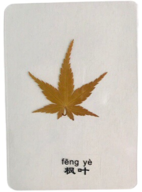 天然植物标本塑封树叶教学押花