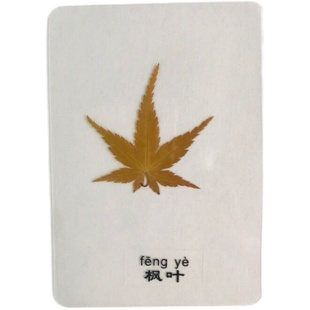 天然植物标本 塑封树叶 植物书签 压花贺卡 银杏叶干花书签
