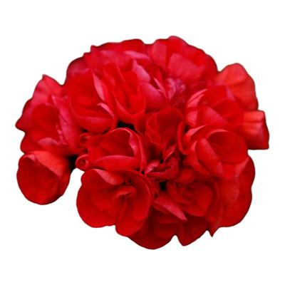 直立天竺葵阳台四季公爵