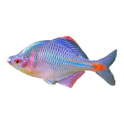 七彩鳑鲏鱼苗观赏鱼冷水鱼淡水好养耐活小型鱼高体肯氏越南旁皮