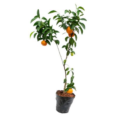 带果南方种植早熟无籽桔子苗