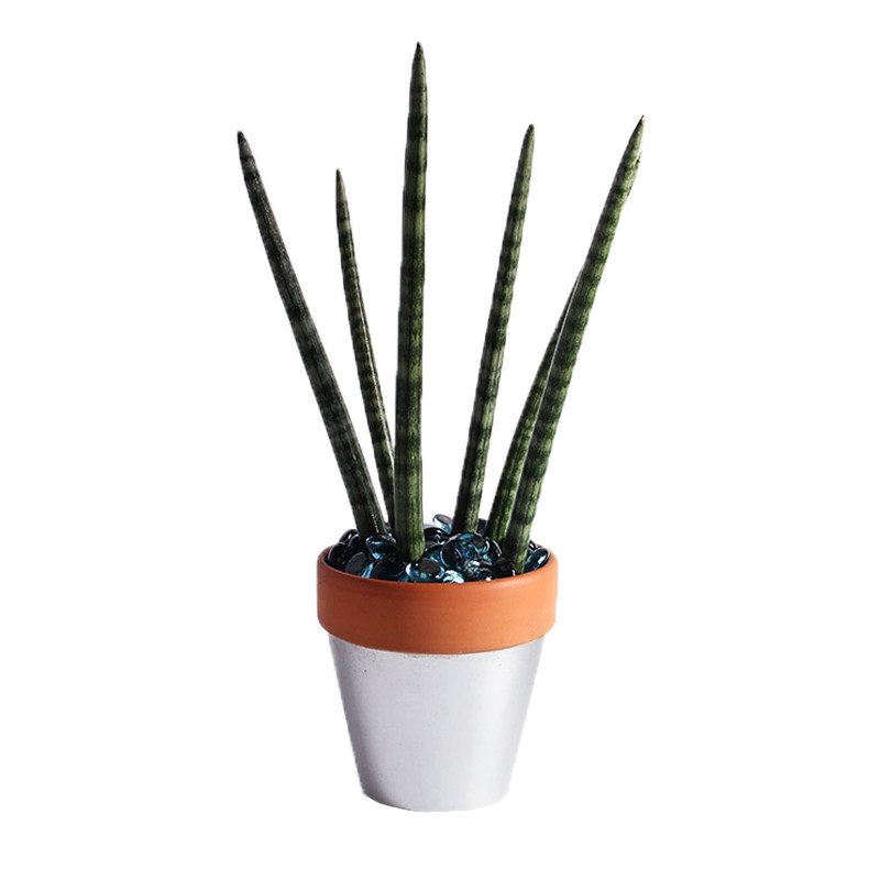 本木庐舍佛前香圆润纤细虎皮兰