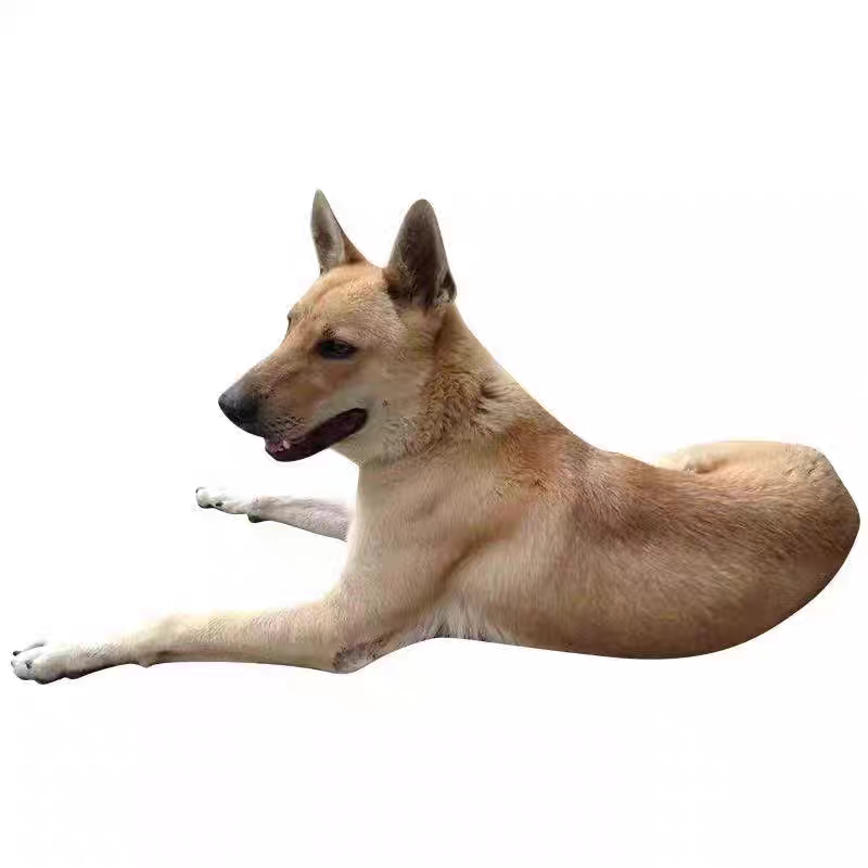 柴犬幼犬超萌小柴犬幼崽柴犬活体黑柴赤柴白柴犬豆柴幼犬宠物小型