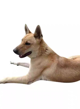 柴犬幼犬超萌小柴犬幼崽柴犬活体黑柴赤柴白柴犬豆柴幼犬宠物小型