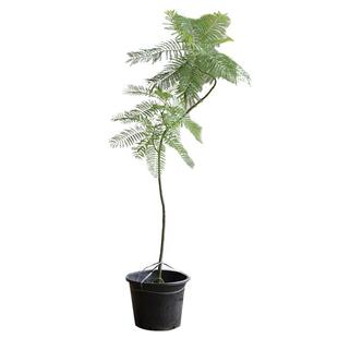 禅意造型蓝花楹盆栽大型绿植室内客厅电视柜落地造型真花植物盆景