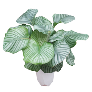 斗南绿植盆栽带你青苹果竹芋室内客厅阳台办公室护眼昆明包邮发货