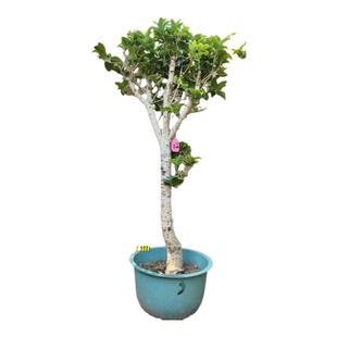 天香台阁黄金桂花苗黄色花香浓200天花期四季桂花清香花朵可食用