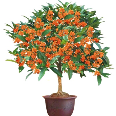 八月盆栽四季桂丹桂嫁接桂花