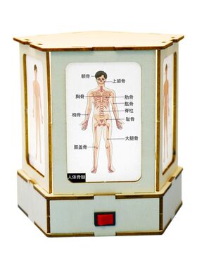 自制人体结构观察灯科学教具