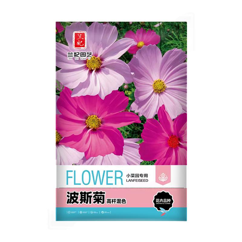 兰妃四季开花耐寒好养格桑花种子