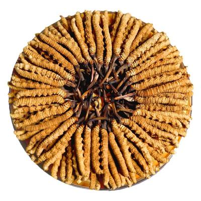 精品冬虫夏草礼盒装包邮