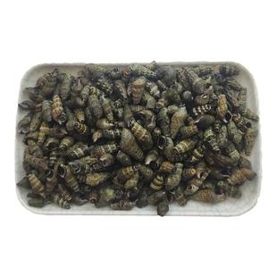 大连海鲜海瓜子海杂小海螺海波螺尖螺海钉大海螺丝鲜活海锥螺