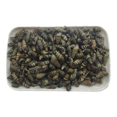 大连海鲜顺丰特快须菠萝