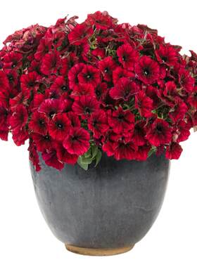 矮牵牛花果果的花重瓣四季