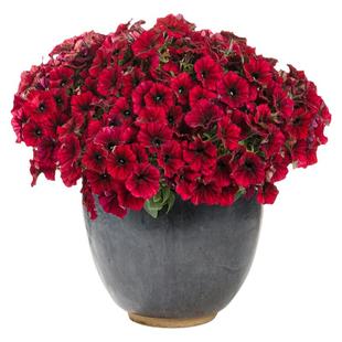 美国泛美进口吊篮超级重瓣矮牵牛花苗盆栽带花矮牛种子室内外四季