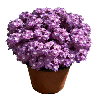 细叶美女樱盆栽花苗种子阳台庭院室内好养易活绿植物四季花卉开花