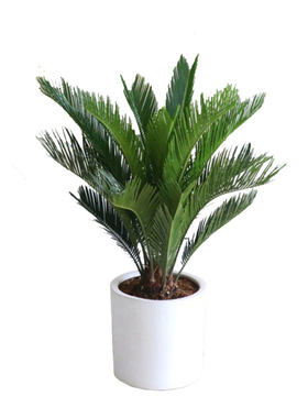 特大型铁树盆栽庭院花园绿植耐旱