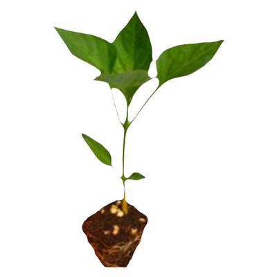 高产线椒辣椒苗南方盆栽蔬菜苗子