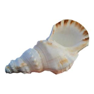 超大海螺贝壳特大白蛙螺白法螺海星鱼缸造景道具饰品可听大海声音