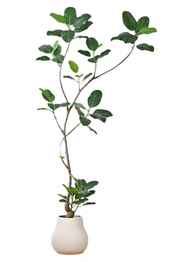 高山榕仿真绿植孟加拉榕