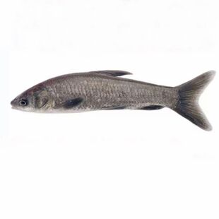 特大螺蛳青鱼苗淡水养殖食用观赏正宗黑皖青鱼苗鲫鱼草鱼花鲢丁桂