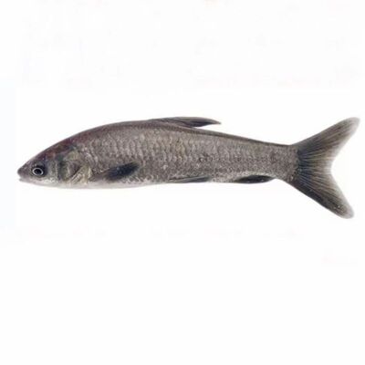 正宗淡水养殖特大螺蛳青鱼苗